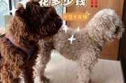 泰迪犬怎么饲养方法（泰迪犬如何饲养）