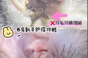 猫咪耳螨如何处理（猫咪耳螨怎么处理）