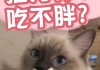 猫咪吃不胖怎么办?猫吃不胖原因有哪些?（猫咪吃不胖正常吗）