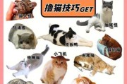 猫咪肢体语言解析（猫咪肢体语言解析视频）