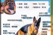 在选购德国牧羊犬时的注意事项（买德国牧羊犬到哪里买）