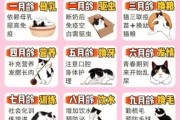 猫咪饲养守则（猫咪饲养日常图鉴）