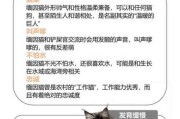 缅因猫要注意什么（缅因猫幼猫喂养攻略）