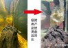 鱼缸水质变黄一缸鱼死了（鱼缸水突然变黄了）