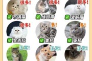 猫咪换毛护理的时候注意事项（猫换毛期怎么护理）