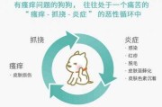 狗狗皮肤瘙痒怎么办?原因是什么?（狗狗皮肤瘙痒用什么药好）