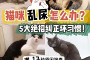 猫咪总乱尿怎么回事（猫咪总是乱尿是生病了吗）