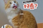 怎么培养一只温顺猫咪（怎么养出温柔的猫）