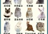 宠物猫挑选时的注意要点（宠物猫如何挑选）