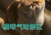 猫咪脾气很臭怎么办啊（猫脾气怪怎么办）