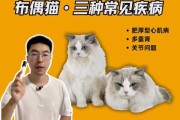 布偶猫易患病（布偶猫容易得的病）