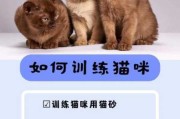 怎么训练你的猫咪呢（怎么样训练猫咪）