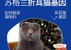 苏格兰折耳猫的历史来源（苏格兰折耳猫寓意）