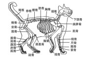 猫咪骨骼（猫咪骨骼几个月定型）