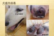 犬瘟热的病因（犬瘟热病因图片）