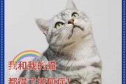 猫抑郁了怎么治（猫咪抑郁了怎么治疗）