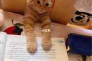 小猫在学主人做什么（猫咪学主人）