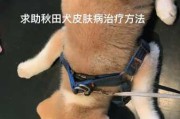 秋田犬皮肤病怎么治疗（秋田犬皮肤病怎么治疗图片）