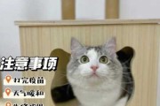 猫咪怎么洗澡才正确（猫怎样洗澡?）