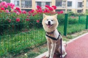 秋田犬剃毛后的图片（秋田犬剃毛后的图片大全）