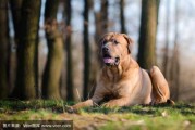 日本土佐犬适合家养吗（日本土佐犬适合家养吗视频）