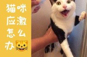 猫咪犯错误怎么处理（猫猫犯错误怎么惩罚）