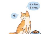 宠物猫咪挑食怎么办啊（宠物猫咪挑食怎么办啊）