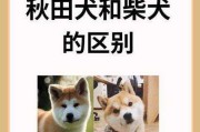 日本秋田犬和柴犬的区别（日本秋田犬和柴犬的区别图片）