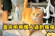 怎么让猫听（怎么让猫听得懂人话）