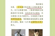 折耳猫咪怎么养（折耳猫怎么养成立耳）