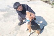 塞尔维亚三色犬智商高不高（塞尔维亚三色犬和比格犬区别）