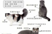 折耳猫的繁殖需要注意什么问题（折耳猫能繁殖后代吗?）