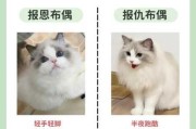 布偶猫总拉肚子（布偶猫总拉肚子怎么办?）