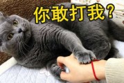 猫咪挨打后还会跟主人好吗（打猫哪里最疼却打不坏）