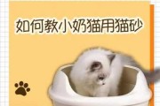 怎么教猫用猫砂盆（如何训练猫咪使用猫砂盆）