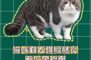 猫咪突发性膀胱炎（猫咪膀胱炎好转的征兆）