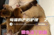 爱猫产后缺钙的症状及治疗（爱猫产后缺钙的症状及治疗方法）