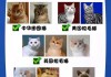 英国短毛猫如何养护好（英国短毛猫如何养护好）