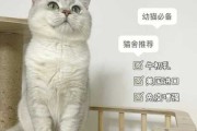 如何帮犬猫提高抵抗力和免疫力（宠物如何增强免疫力）