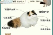 加菲猫养猫经验（加菲猫养猫指南）