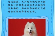 萨摩耶犬的价钱（萨摩耶犬价格大概多少钱一只）