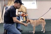 柴犬幼犬怎么训练乱咬人（柴犬幼犬怎么训练乱咬人视频）