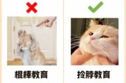 猫很调皮要怎么教养（猫超级调皮）