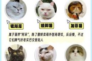 猫咪智商排行榜（猫咪智商排行榜前十名）