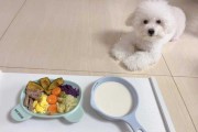 比熊犬主要喂什么食物（比熊给它吃什么食物能给他补充营养）