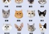 猫咪都是有什么品种（猫都有什么样的品种）