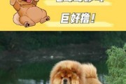 松狮犬剃毛要多久能长回来（松狮犬剃毛要多久能长回来呀）