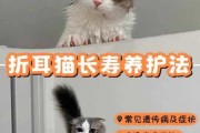 龙猫耳朵怎么护理?护食（龙猫耳朵一直折起来怎么办）