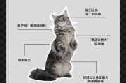 缅因猫为什么不能养一只（缅因猫为什么不能养一只呢）