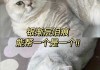 猫猫突然胃口不佳（猫突然胃口不好什么原因）